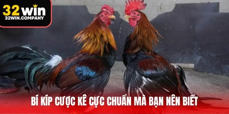 Bí kíp cược kê cực chuẩn mà bạn nên biết