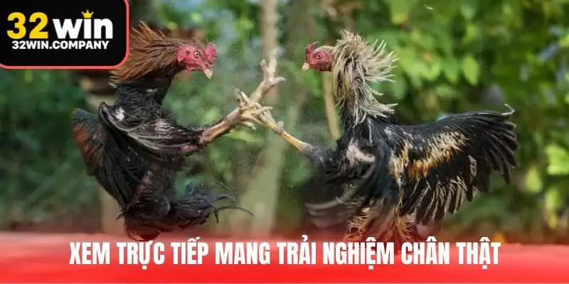 Xem trực tiếp mang đến trải nghiệm chân thật như tại đấu trường
